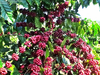 Giá cà phê hôm 14/3/2025: Robusta tăng trở lại, Arabica chưa dứt đà giảm