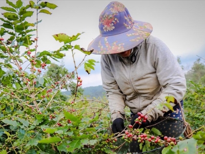 Giá cà phê hôm 16/3: Tiếp tục tăng, trong nước gần 93.000 đồng/kg