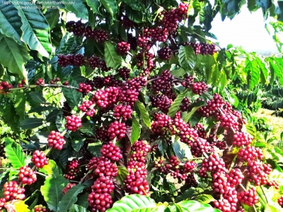 Giá cà phê hôm 23/8: Arabica tăng mạnh, trong nước gần 49.000 đồng/kg