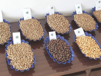 Giá cà phê hôm 24/11/2025: nhận định thị trường tuần này, Robusta sẽ giảm sau khi tăng gần 300 USD/tấn?