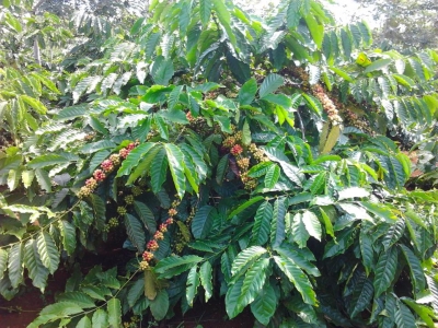 Giá cà phê hôm 7/12: Tiếp tục tăng, trong nước cao nhất 41.500 đồng/kg