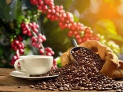 Giá cà phê hôm 18/7: Tồn kho giảm đẩy Arabica tăng mạnh, Robusta trong nước và thế giới trái ngược nhau