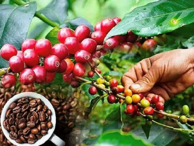 Giá cà phê hôm 25/11/2025: 2 sàn diễn biến trái chiều, Arabica tăng cao trở lại
