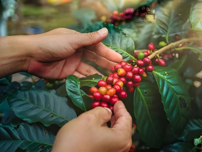 Giá cà phê hôm 05/12/2025: 2 sàn hồi phục, Arabica tăng mạnh trở lại