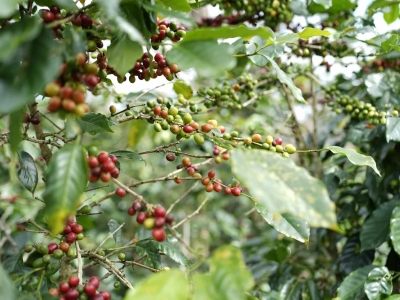 Giá cà phê hôm 08/12/2025: cà phê ngóng quyết định quan trọng của Fed trong tuần này