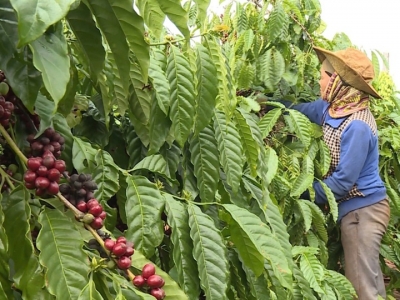 Giá cà phê hôm 12/2/2025: đầu cơ chốt lời, Arabica kéo Robusta cùng giảm