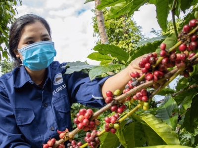 Giá cà phê hôm 13/2/2025: 2 sàn tiếp tục tăng, Arabica chưa có điểm dừng