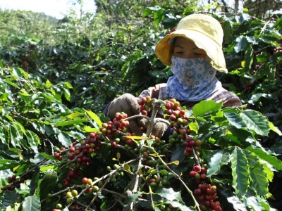 Giá cà phê hôm 2/7: Robusta tăng trở lại, trong nước vượt 120.000 đồng/kg