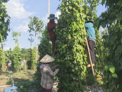 Giá cà phê hôm 16/9: dự báo điều chỉnh nhẹ trước khi tăng trở lại