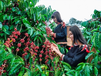 Giá cà phê hôm 1/4: Arabica đảo chiều tăng, Robusta ở mức thấp nhất 20 ngày qua