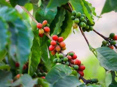 Giá cà phê hôm 1/9: Robusta bật tăng mạnh mẽ, 2 nguyên nhân giúp thị trường luôn ở mức cao