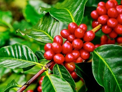 Giá cà phê hôm 1/7: Robusta đảo chiều tăng mạnh, trong nước cán mốc 36.000 đồng/kg