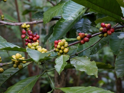 Giá cà phê hôm nay 10/3: Robusta tăng mạnh, vượt mốc 1.400 USD/tấn