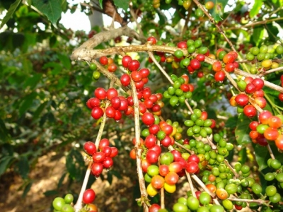 Giá cà phê hôm 10/2: Robusta đảo chiều tăng, trong nước giữ mốc trên 31 triệu đồng/tấn