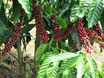 Giá cà phê hôm 10/7: Robusta tiếp tục tăng cao do lo ngại nguồn cung thiếu hụt và gián đoạn trên toàn cầu