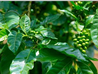 Giá cà phê hôm 11/9: Arabica quay đầu tăng khi đón dòng tiền từ chứng khoán Mỹ, Robusta thận trọng