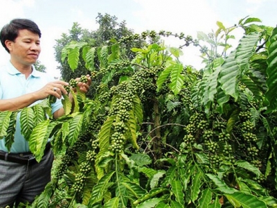 Giá cà phê hôm 11/4: Tăng 400 đồng/kg trong tuần, cà phê 