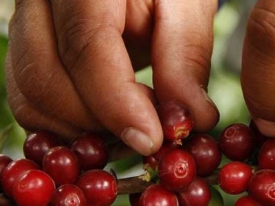 Giá cà phê hôm 13/3: Arabica tiếp tục tăng, trong nước giảm nhẹ, cao nhất 32.700 đồng/kg