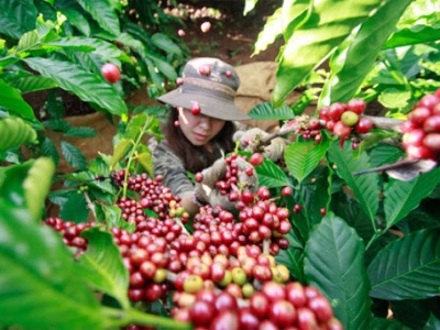 Giá cà phê hôm 13/6: Brazil gia tăng bán phòng hộ hàng vụ mới, giới đầu cơ Robusta nghe ngóng