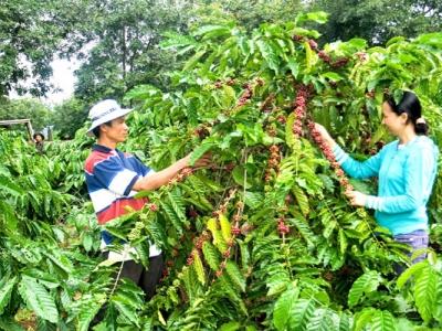 Giá cà phê hôm 14/5: Robusta rơi dưới mốc 1.500 USD/tấn, Arabica chặn đà giảm do biểu tình ở Colombia