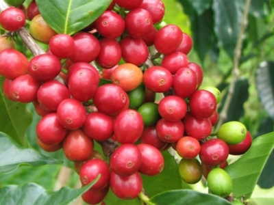 Giá cà phê hôm 15/9: Robusta tiếp tục tăng, trong nước áp sát mốc 40.000 đồng/kg