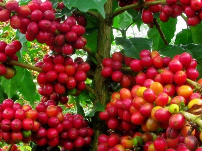 Giá cà phê hôm 17/3: Đồng loạt tăng mạnh, Arabica cao nhất 2 tuần qua, Robusta vượt 1.400 USD/tấn