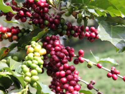 Giá cà phê hôm 17/4: Arabica ngừng đà tăng, Robusta mất mốc 1.400 USD/tấn