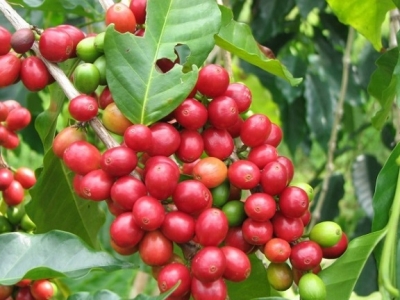 Giá cà phê hôm 27/4: Robusta cao nhất 21 tháng qua, trong nước đồng loạt vượt mốc 33 triệu/tấn