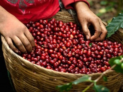 Giá cà phê hôm 19/2: Arabica bật tăng mạnh, trong nước cán mốc 32 triệu đồng/tấn