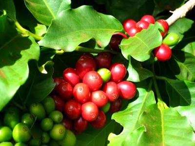 Giá cà phê hôm 19/8: Đồng loạt tăng trên 38.000 đồng/kg, Robusta có thể cán mốc 2.000 USD/tấn