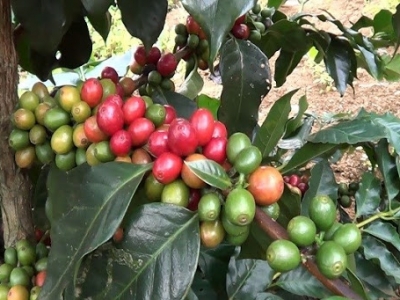 Giá cà phê hôm 02/5: Robusta tăng 40 USD/tấn/tuần, Arabica có lúc cao nhất 4 năm qua