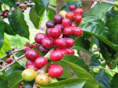 Giá cà phê hôm 20/4: Đồng loạt tăng, Robusta vượt qua mốc 1.400 USD/tấn