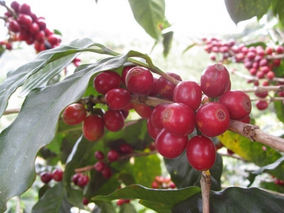 Giá cà phê hôm 20/2: Đồng loạt giảm nhưng Arabica vẫn ở mức cao