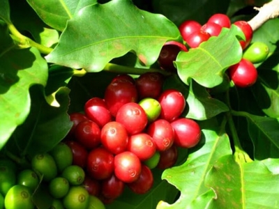 Giá cà phê hôm  21/5: Arabica tăng nhẹ trong khi Robusta mất mốc 1.500 USD/tấn