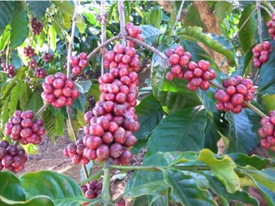 Giá cà phê hôm 21/8: Đồng loạt tăng trên 38.000 đồng/kg, Robusta áp sát mốc 1.900 USD/tấn