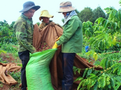 Giá cà phê hôm 22/2: Chỉ dấu tích cực cho một tuần sôi động của cà phê