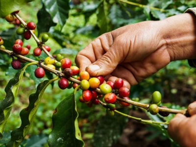 Giá cà phê hôm 22/4: Robusta vượt mốc 1.400 USD/tấn, xuất khẩu cà phê giảm mạnh