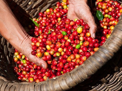 Giá cà phê hôm 26/11/2025: nguyên nhân kép đẩy cà phê 2 sàn tăng mạnh