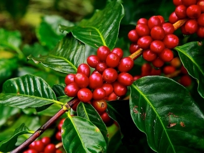 Giá cà phê hôm 24/2: Robusta tiếp tục tăng sốc, Arabica đang cao nhất từ hơn 1 năm qua