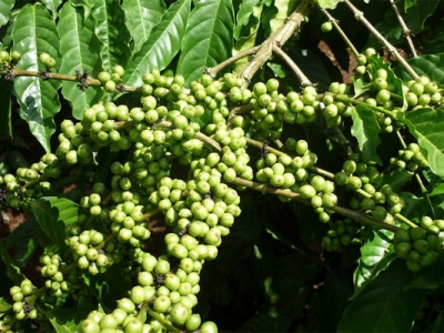 Giá cà phê hôm 15/4: Arabica ở mức cao nhất trong vòng 1 tháng, Robusta vượt ngưỡng 1.400 USD/tấn