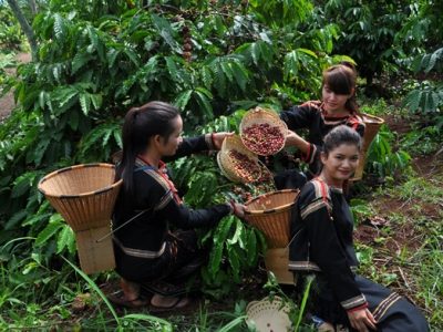 Giá cà phê hôm 25/9: Arabica tiếp tục tăng, Robusta thận trọng trong bối cảnh tồn kho sụt giảm