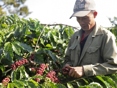 Giá cà phê hôm 26/3: Arabica đảo chiều tăng nhẹ, cà phê Tây Nguyên dao động quanh mốc 32.000 đồng/kg