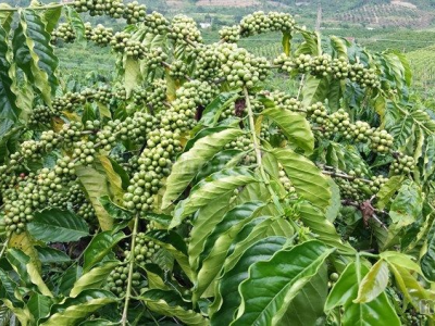 Giá cà phê hôm 26/2: Robusta tiếp chuỗi đà tăng ấn tượng, thêm hơn 100 USD/tấn sau 3 ngày