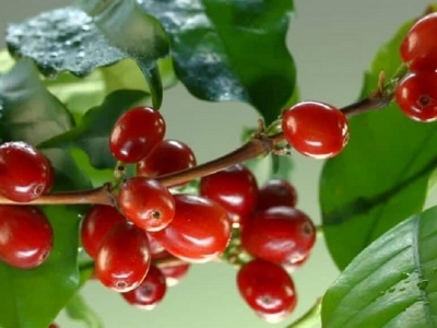 Giá cà phê hôm 28/3: Robusta Việt Nam sang châu Âu đình trệ kéo giá tăng 300 - 400 đồng/kg trong tuần