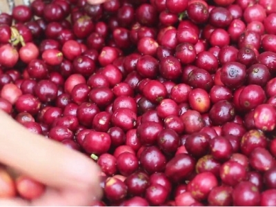 Giá cà phê hôm 29/4: Robusta tiếp đà tăng, áp sát mốc 1.500 USD/tấn