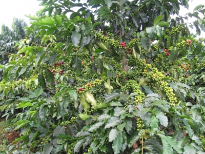 Giá cà phê hôm 30/8: Robusta lập kỷ lục về giá nhưng thị trường trong nước không vì thế mà thuận lợi