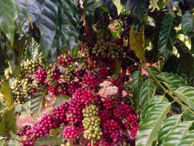 Giá cà phê hôm 30/4: Robusta điều chỉnh sau đợt tăng nóng, cà phê Việt tự cứu lấy mình bằng chất lượng