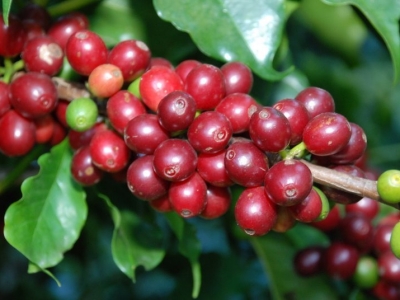 Giá cà phê hôm 30/6: Đầu cơ xả hàng, Robusta tuột mốc 1.700 USD/tấn, xuất khẩu sụt giảm vì cước tàu biển