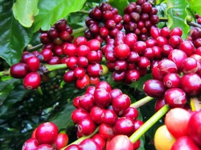 Giá cà phê hôm 4/9: Robusta tăng khi giới đầu cơ tích cực gom hàng do lo ngại nguồn cung gián đoạn