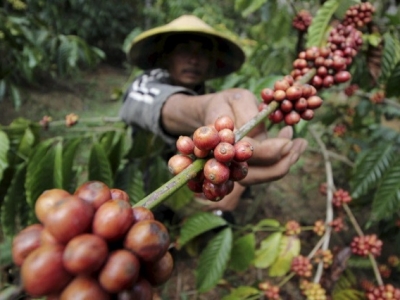 Giá cà phê hôm 04/5: Triển vọng cà phê tháng 5/2021, Robusta dự báo sẽ biến động mạnh